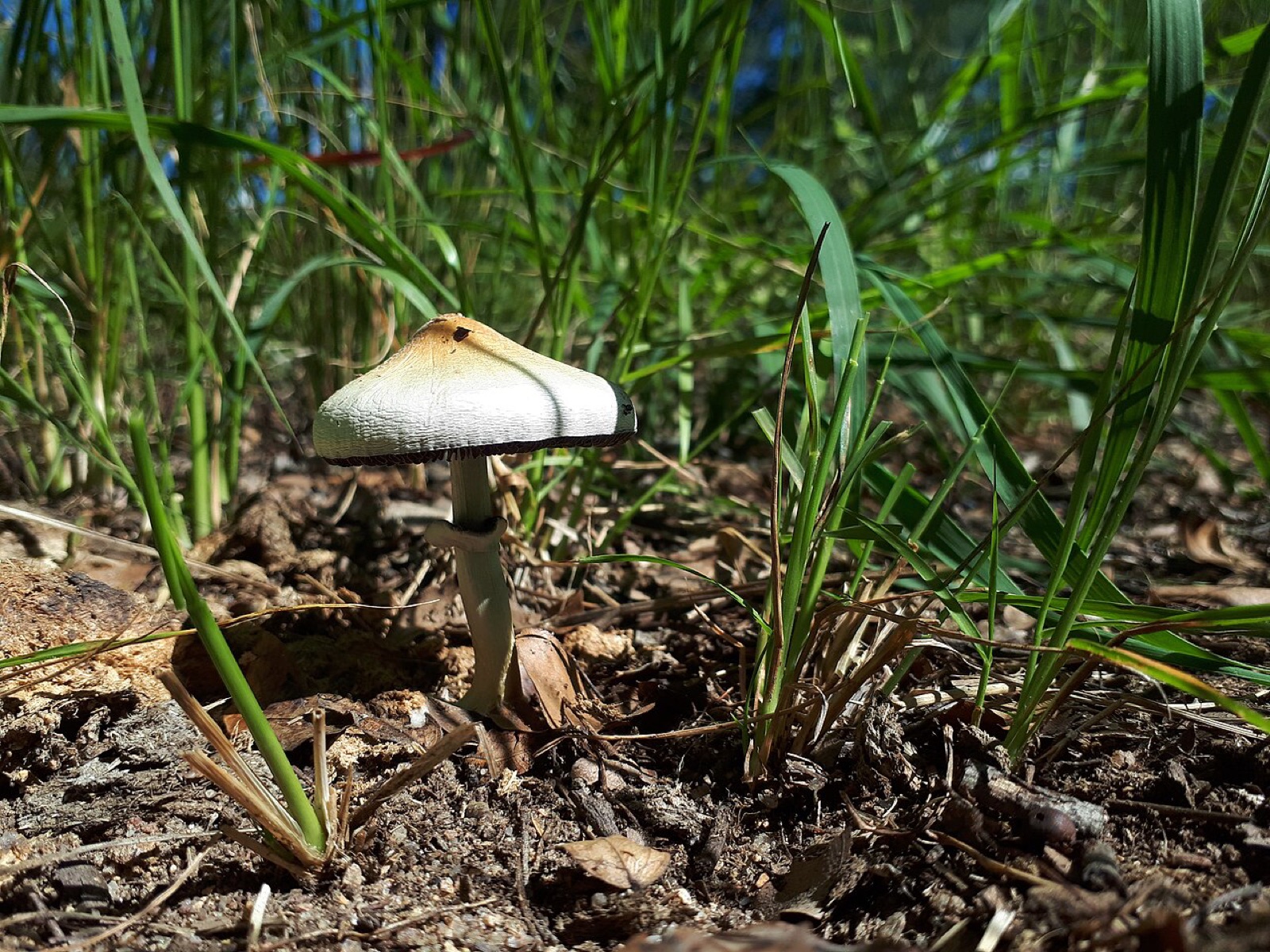 「Imire」や「Zimbabwe」の名が付いた、ミナミシビレタケ(Psilocybe cubensis)の写真です。