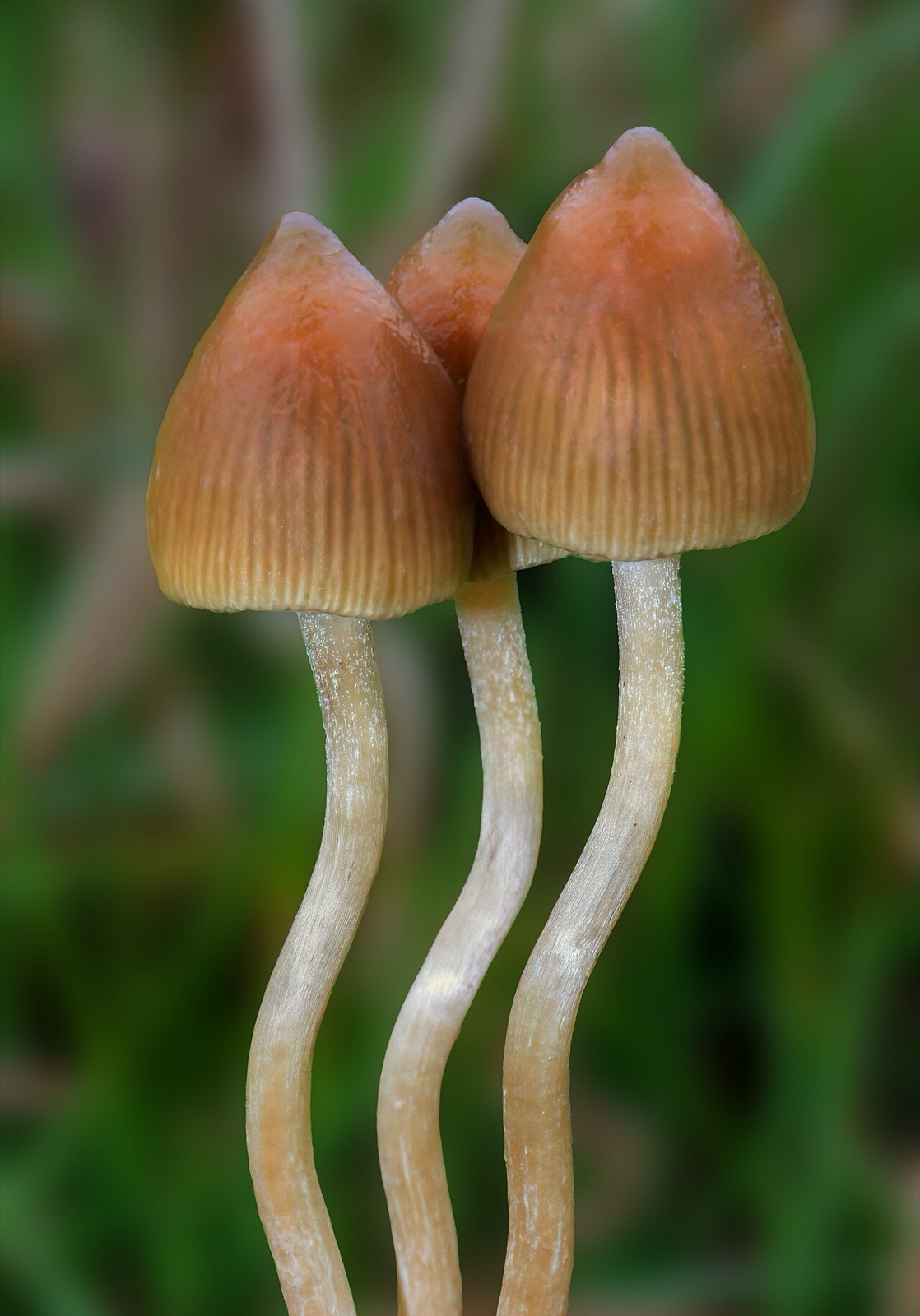 キノコ「Psilocybe semilanceata」の写真です(キノコの画像を集めるサイト「Mushroom Observer」に284884番として登録されている1枚)。