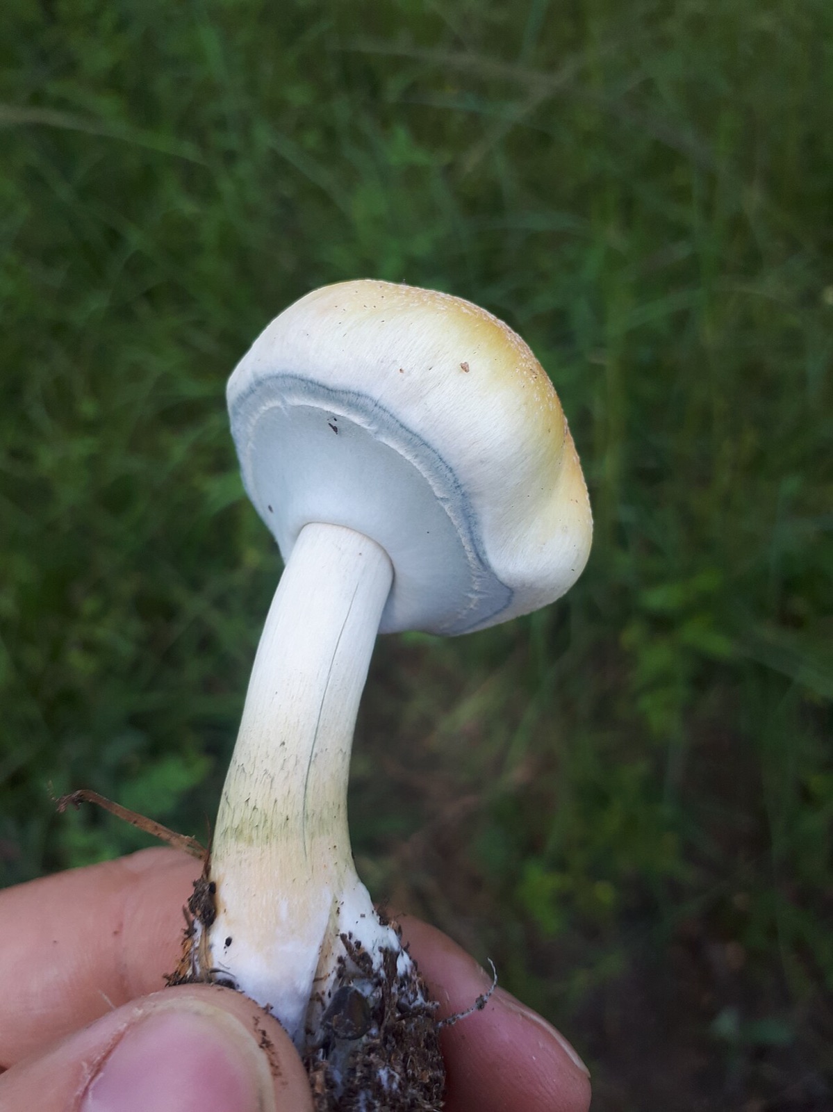 ミナミシビレタケ(Psilocybe cubensis)で、「Imire」や「Zimbabwe」と呼ばれるものの1枚です。