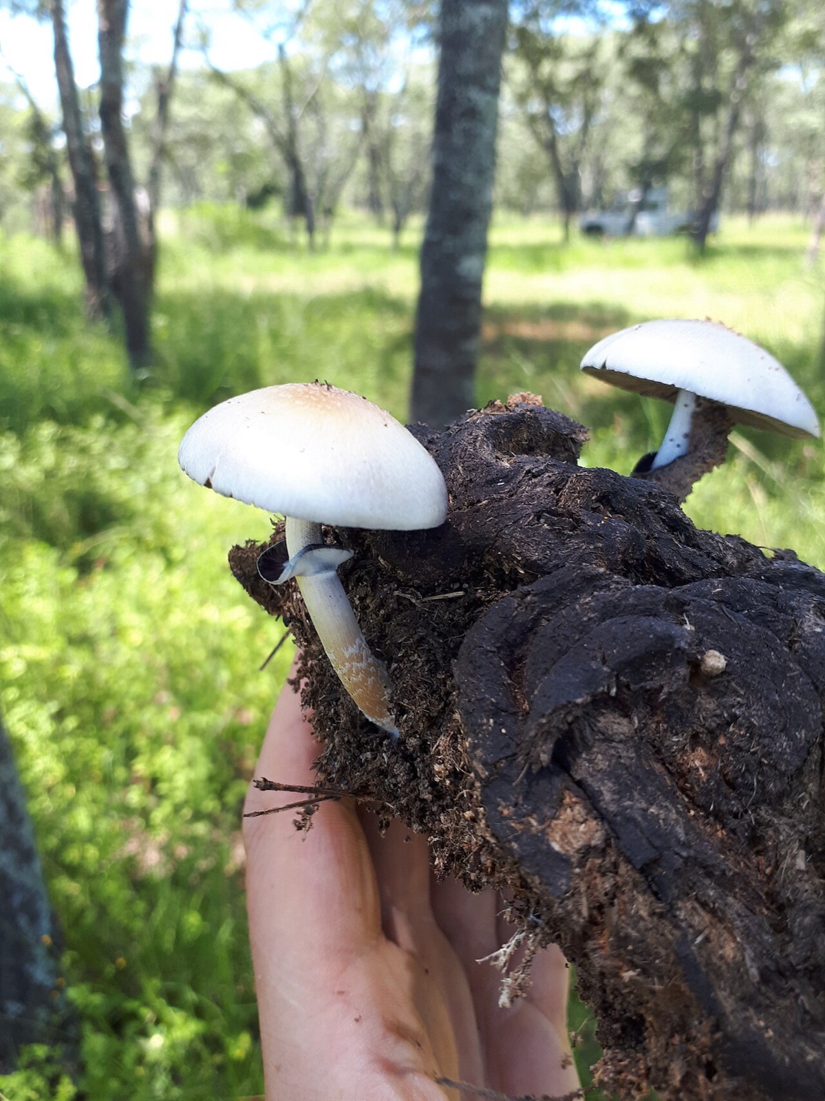 牛のふんから生えているミナミシビレタケ(Psilocybe cubensis)です。