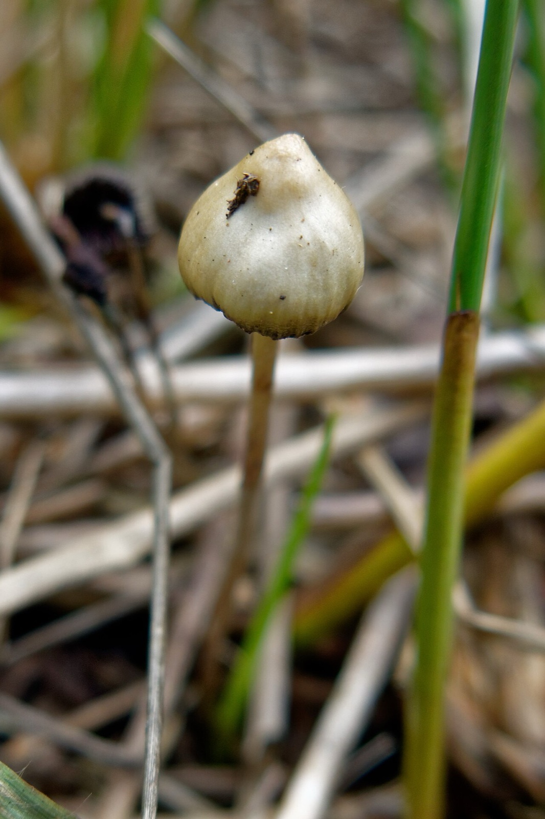 「Psilocybe semilanceata」という名前のキノコです。