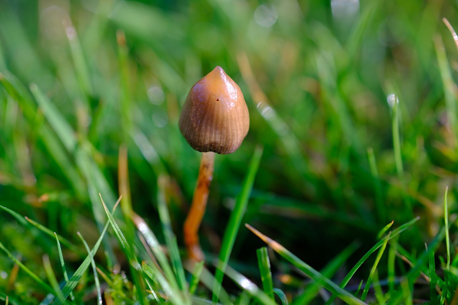 キノコ「Psilocybe semilanceata」の写真です。