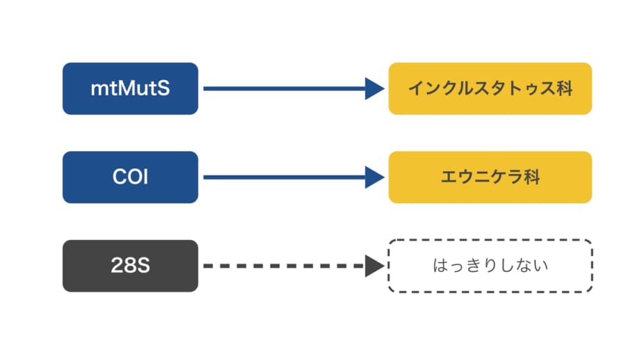 3つの遺伝子で、それぞれこのサンゴの仲間分けを試した結果をまとめた図です。同じミトコンドリアの遺伝子であるmtMutSとCOIが、別々の科を指しているところに注目してください。