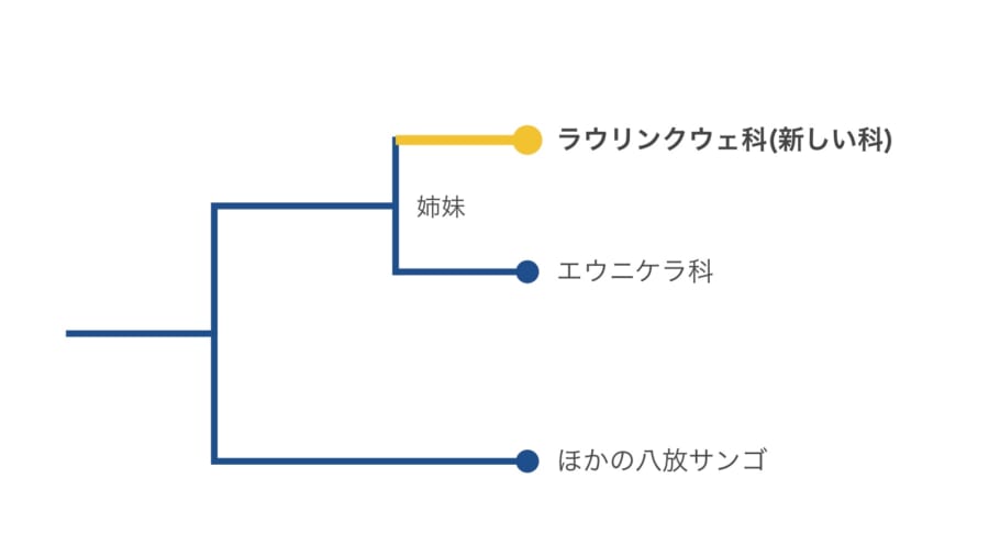 ゲノムの多数の領域をまとめて比べた結果を、簡単にした系統樹の図です(枝の長さは正確ではありません)。黄金のサンゴはエウニケラ科のすぐ隣で枝分かれし、どの科にも入らない独自の枝になっています。
