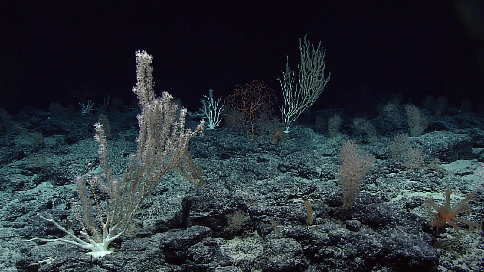 ミュージシャンズ海山群のワグナー海山で、8回目の潜航のときに見つかった、深海のサンゴが密に集まる場所です。別の海の調査ですが、黄金のサンゴも海山の岩場に林のように立ち並んでいました。