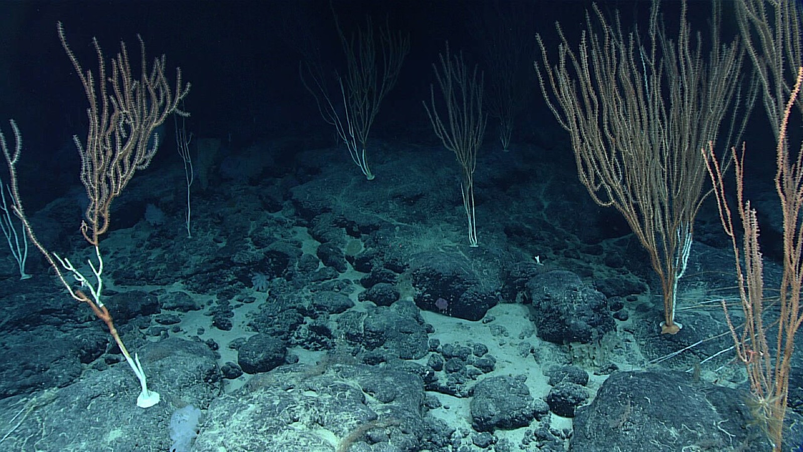 ショスタコービチ海山で見られたサンゴの群れで、同じ調査のほかの潜航で見た群れとは顔ぶれが違っていました。黄金のサンゴも、林のように密に生える海山もあれば、点々と生えるだけの海山もありました。
