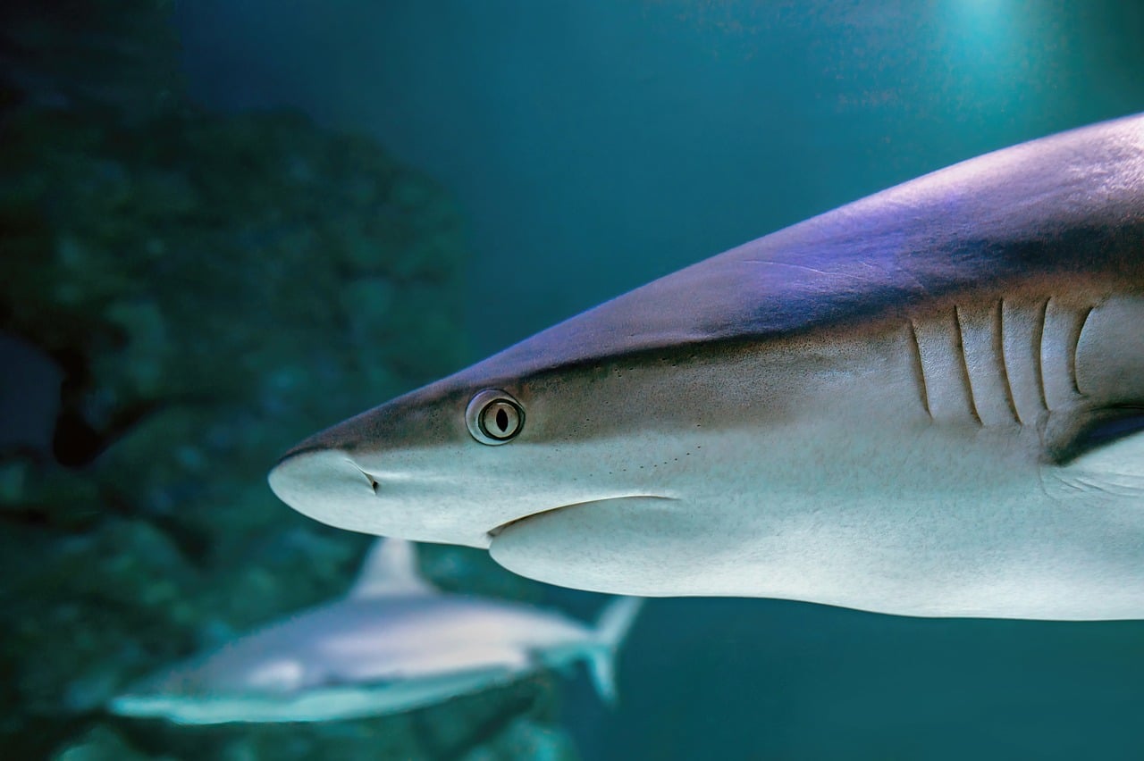サメは海の「地獄耳」だったと判明