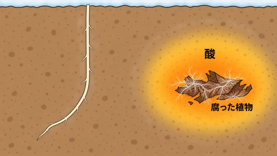 土の中で、腐った植物から酸がしみ出して広がるようすのイメージ図です。腐った植物に近いほど色が濃く、根は腐った植物に触れる前に、酸の濃い側から離れる向きへ曲がっています。