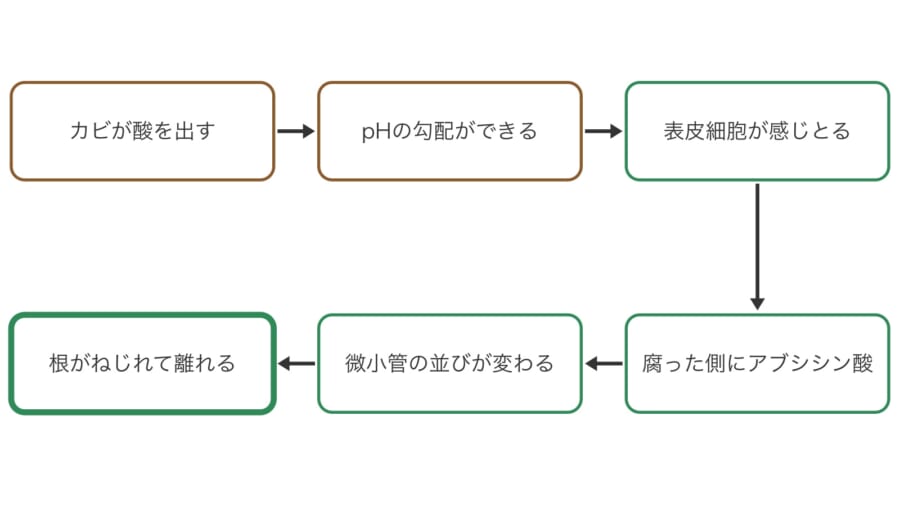 根が腐った場所をよけるまでの流れを、順に並べた図です。左上のカビの酸から矢印をたどると、最後に根がねじれて離れるまでのつながりが分かります。