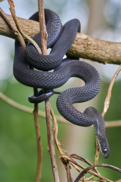 新種のタマゴヘビのオスです(エチオピア、ハレナの森のマニャテ村)。ウロコのすき間に、青みがかった皮ふが見えます。
