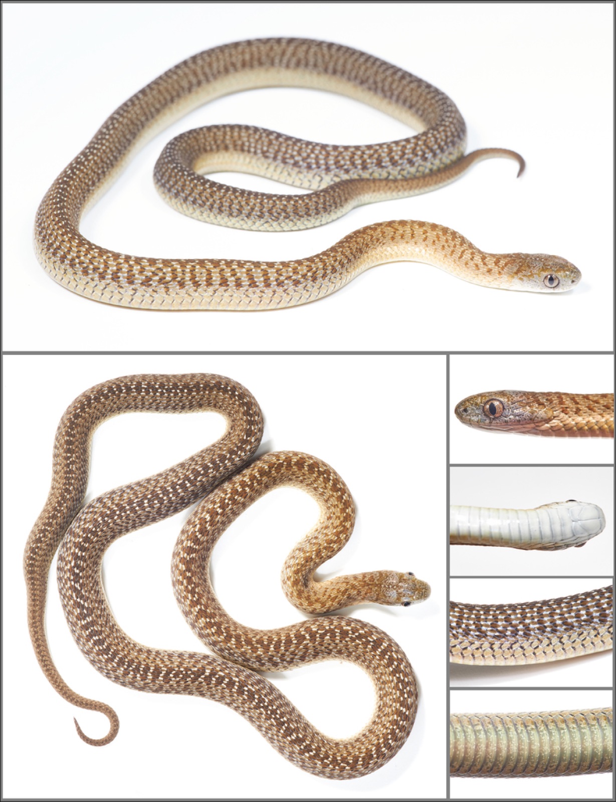 c236-fig-b7の画像