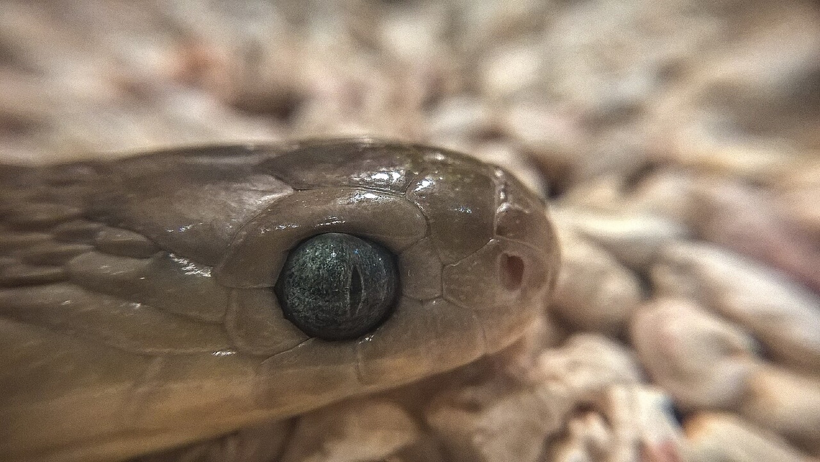 脱皮の途中にあるタマゴヘビの目です。同じ仲間の別の種(アフリカタマゴヘビ)で、新種そのものではありません。