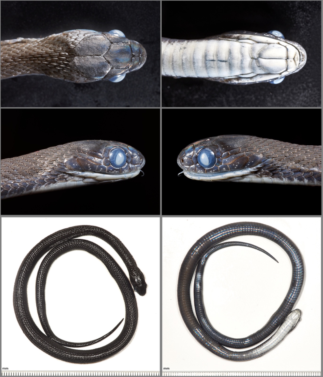 新種の報告に使われた、新種のタマゴヘビの標本です(エチオピア、ハレナの森。ハウォ村の南にある森の中の開けた場所)。