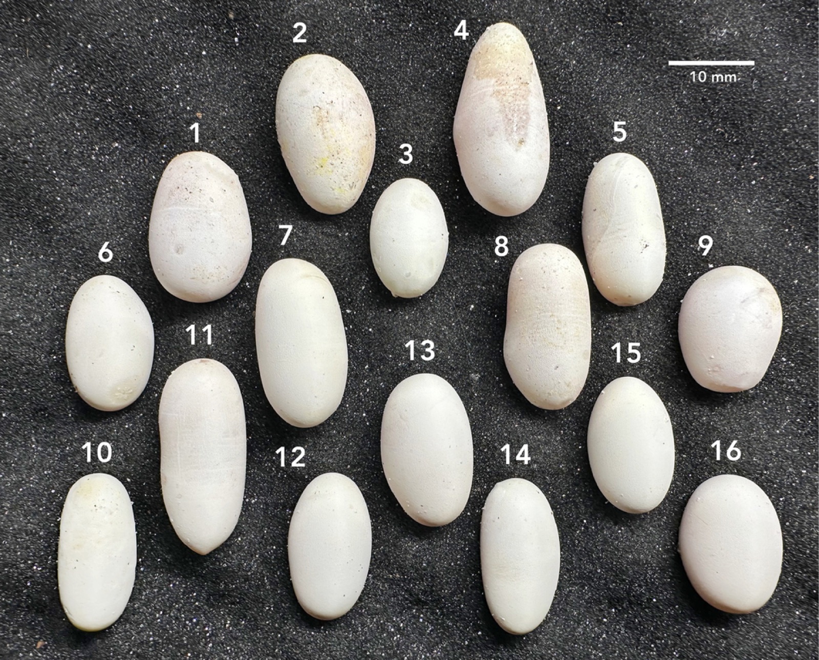 新種のタマゴヘビの1匹が一度に産んだ卵で、大きさや形にばらつきがあります。1番の卵は重さ4.58g、大きさ26.64×17.10mmです。