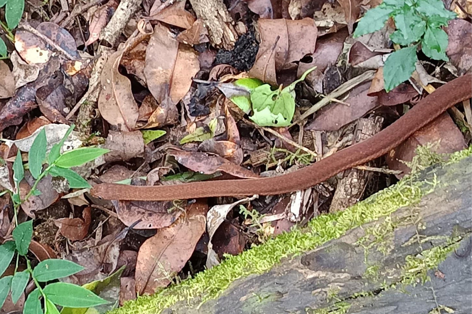 茶色い型の新種のタマゴヘビです(エチオピア、ハレナの森のマニャテ村。標高およそ1,550m)。