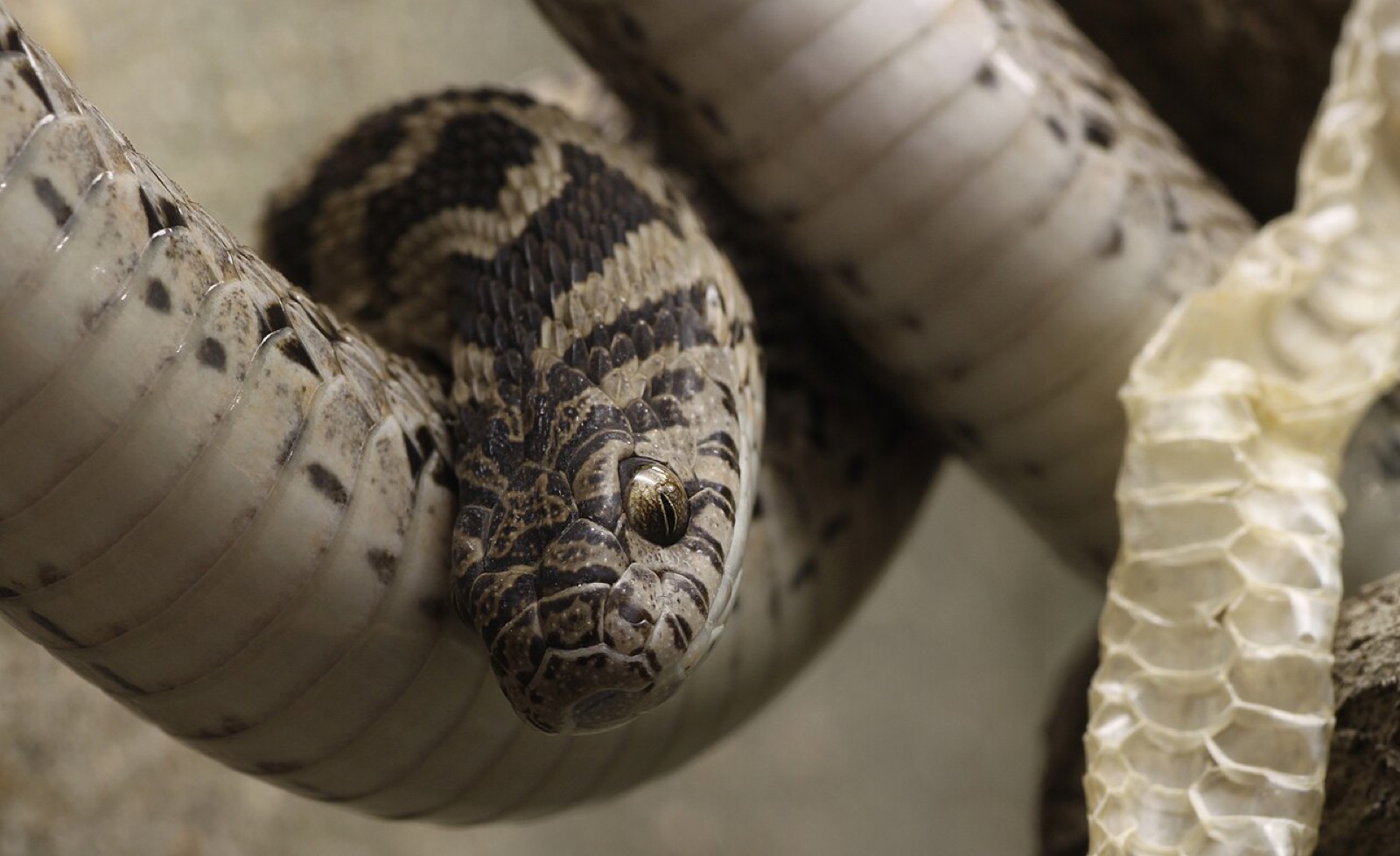 ドイツのシュトゥットガルトの動物園で撮られたアフリカタマゴヘビです。同じ仲間の別の種で、新種そのものではありません。