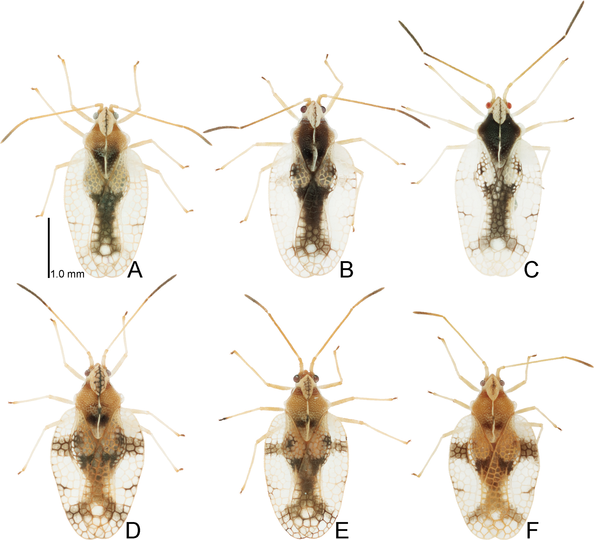 c303-fig-src-3の画像