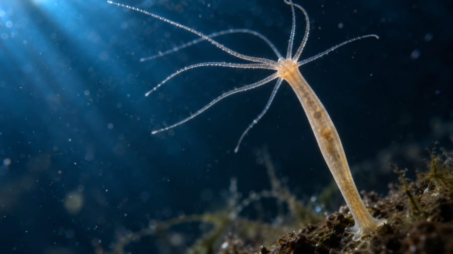 不死の生物ヒドラが「不死を手放す条件」とは