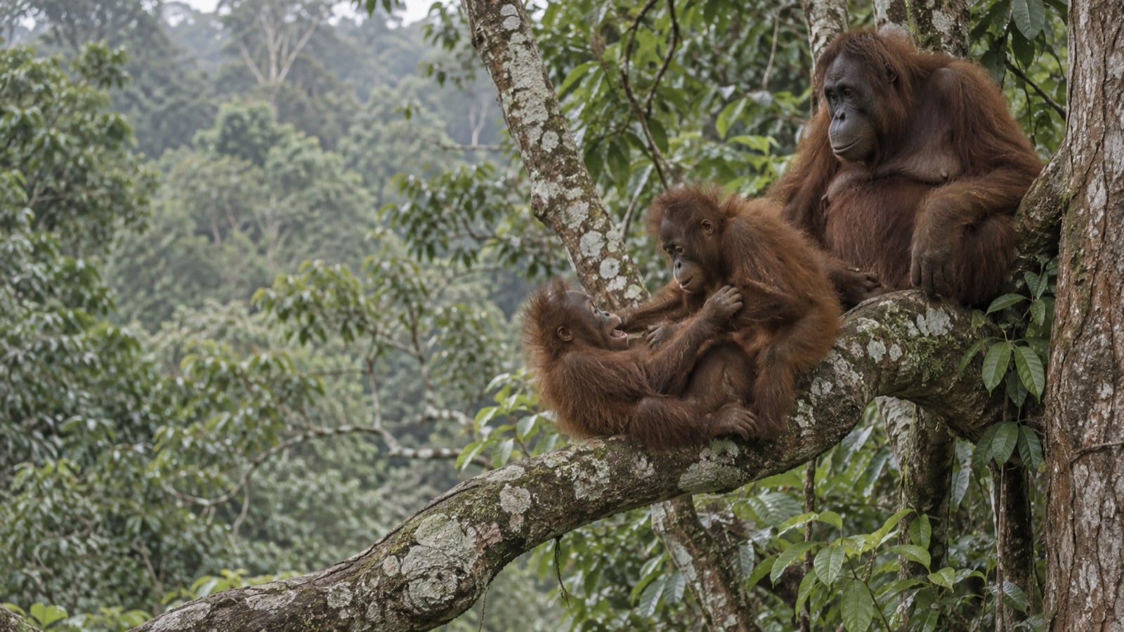 オランウータンの母親は子どもに「遊び相手」を探してあげていたと判明