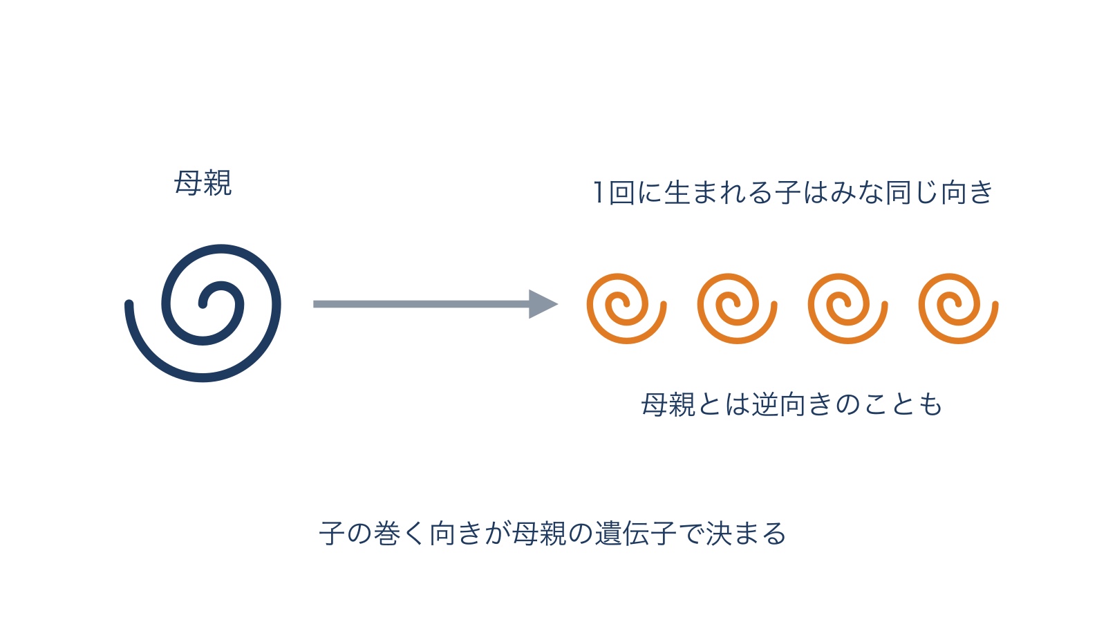 c461-fig-b5の画像
