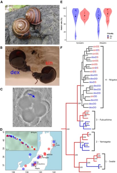 論文の図1で、左巻きと右巻きのカタツムリの間での遺伝子の行き来を表しています。