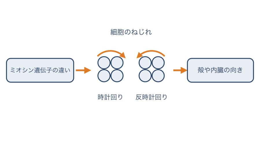 ミオシンの違いが体の向きにつながると研究チームが考えている流れの図です。ごく初期の細胞のねじれが時計回りか反時計回りかで、殻や内臓の向きが決まるとみられています(形は本当の通りではありません)。