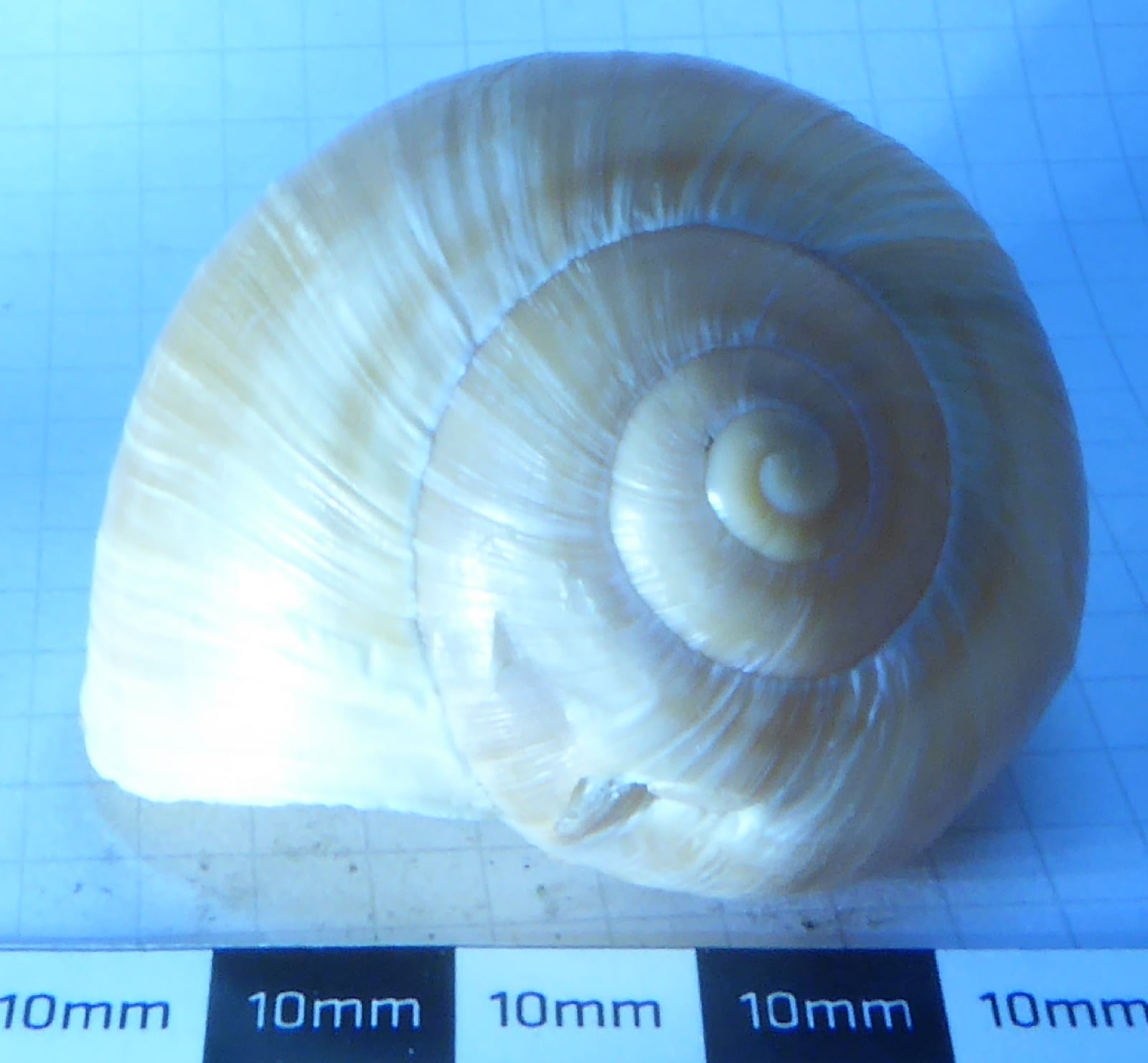 カタツムリの殻が「右巻きか左巻きか」を決める遺伝子を発見