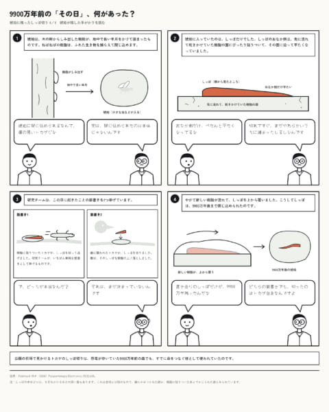 約9900万年前の琥珀に、しっぽを外したときの筋肉の形が残っていた