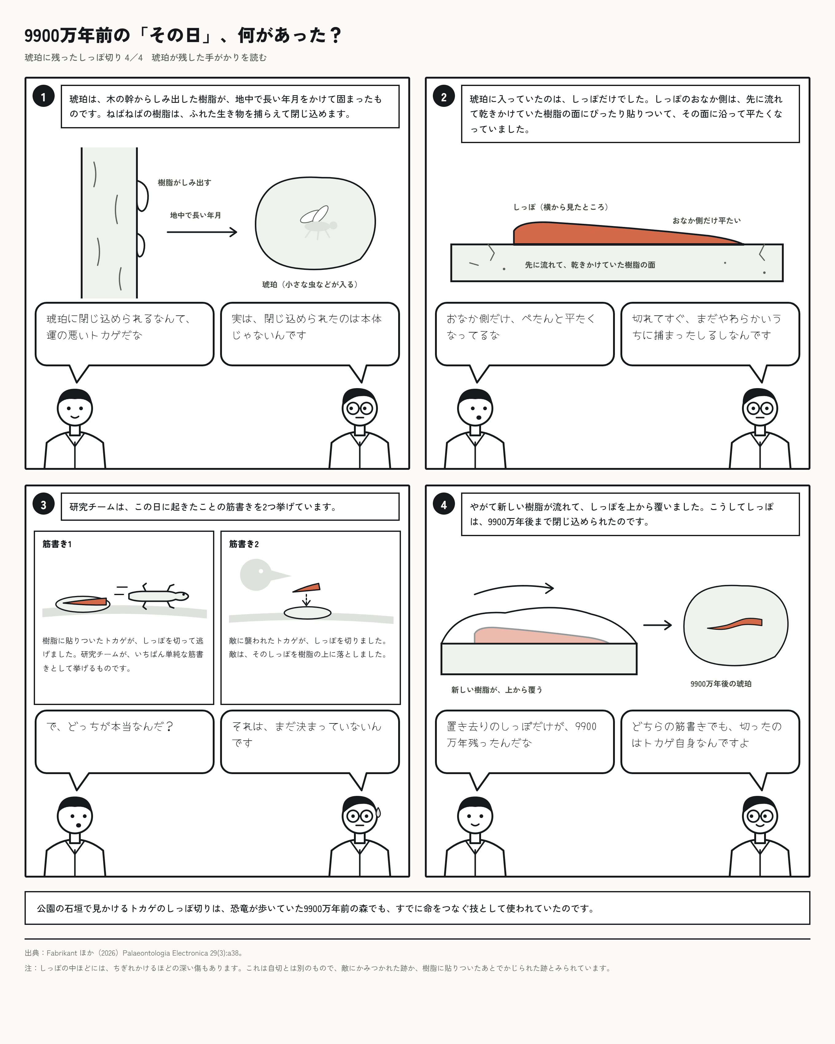 約9900万年前の琥珀に、しっぽを外したときの筋肉の形が残っていた