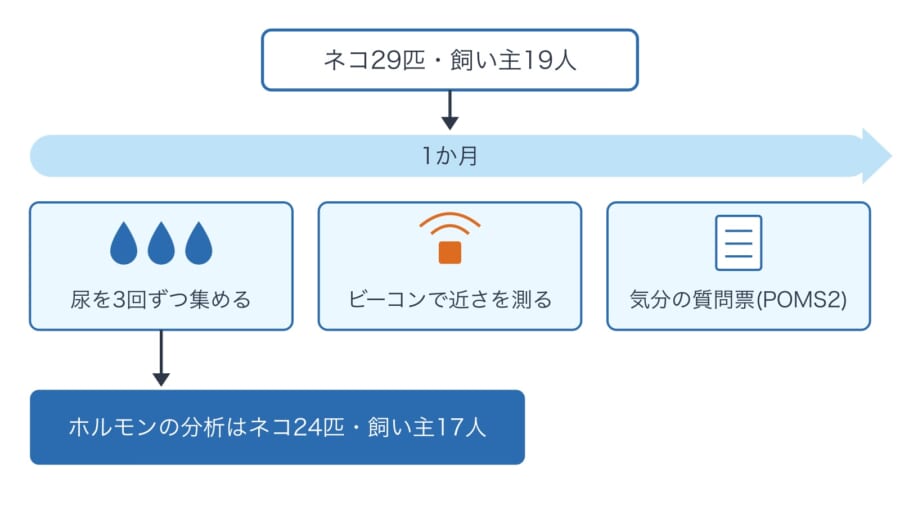 ネコと飼い主の暮らしを1か月記録した、調べ方の図です。尿・ビーコン・質問票の3つで記録し、ホルモンの分析は、データがそろったネコ24匹と飼い主17人で行いました。