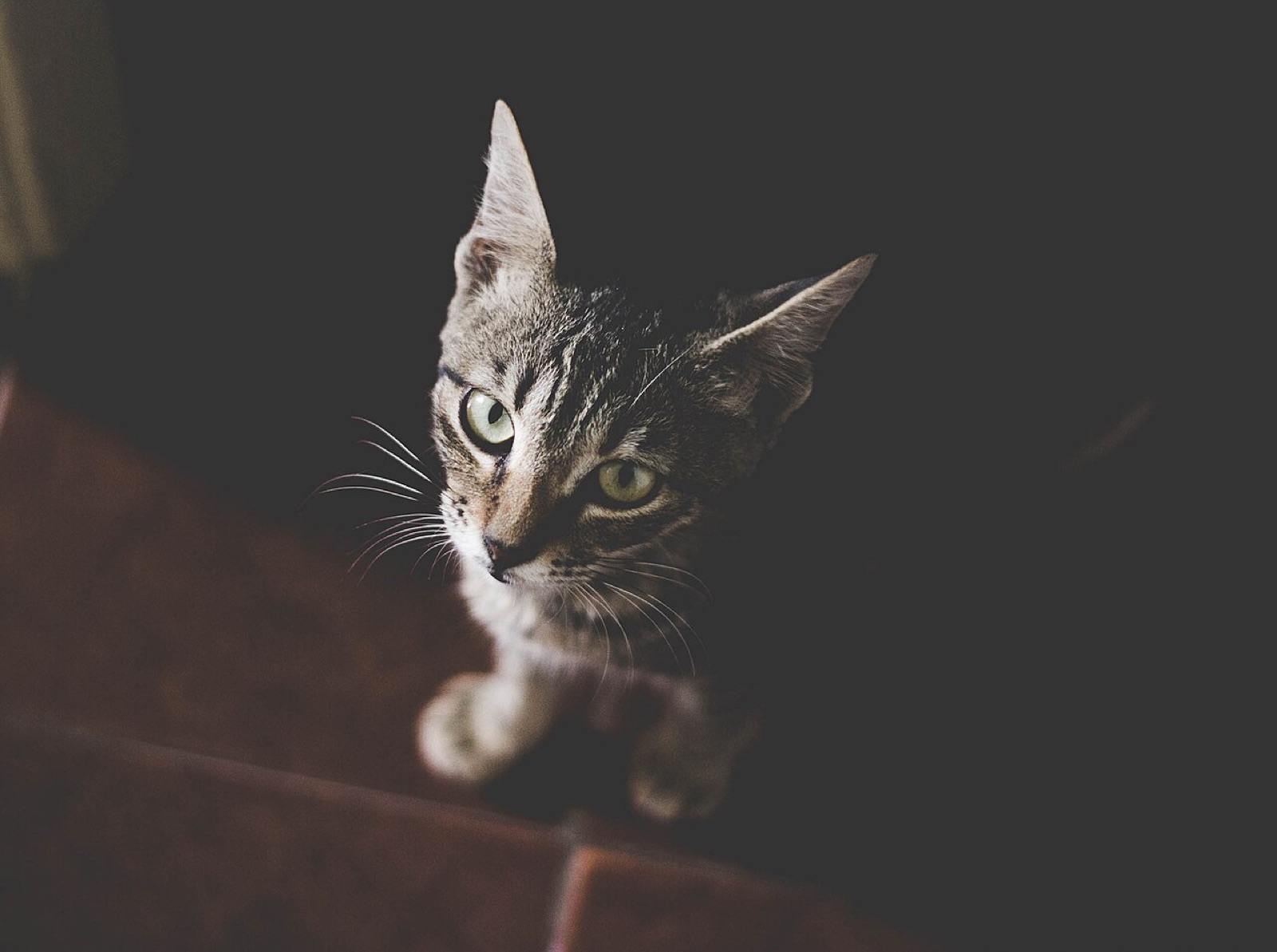 飼い主を出迎えるネコです(2017年3月11日撮影)。ネコから近づいたり体に触れたりすることは、ネコと飼い主の両方の愛情ホルモンの変化と関連すると、過去の研究で示されています。