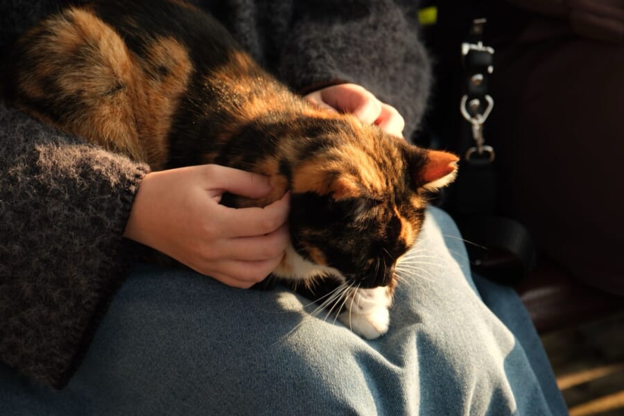 飼い主の「愛情ホルモン」が多いほど、ネコも多いと判明