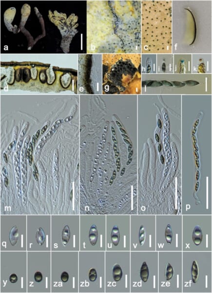 新種の基準になったD-rexの標本です。子実体の全体の姿に加えて、表面を覆う黄色い粉の層、胞子の出口、縦に切った断面、胞子の入った袋と胞子を拡大した写真が並んでいます。全体の写真に添えられた目盛りの棒は、15cmにあたります。