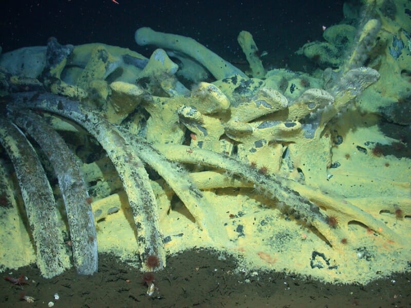 海の底に沈んだ、重さ35トンのコククジラの死骸のまわりにできた生き物の集まりです。細菌が膜のように広がったもの(細菌のマット)や、泥の中の二枚貝、コシオリエビのなかま、ウロコムシのなかまなど、背骨のない動物がたくさん見られます。