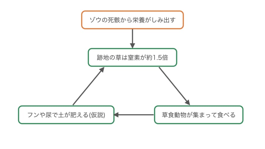 ゾウの死骸の跡に草食動物が通い続ける理由として、考えられているしくみの図です。窒素の多い草に動物が集まり、フンや尿で土がまた肥える、という輪が回ると考えられていますが、まだ確かめられてはいません。