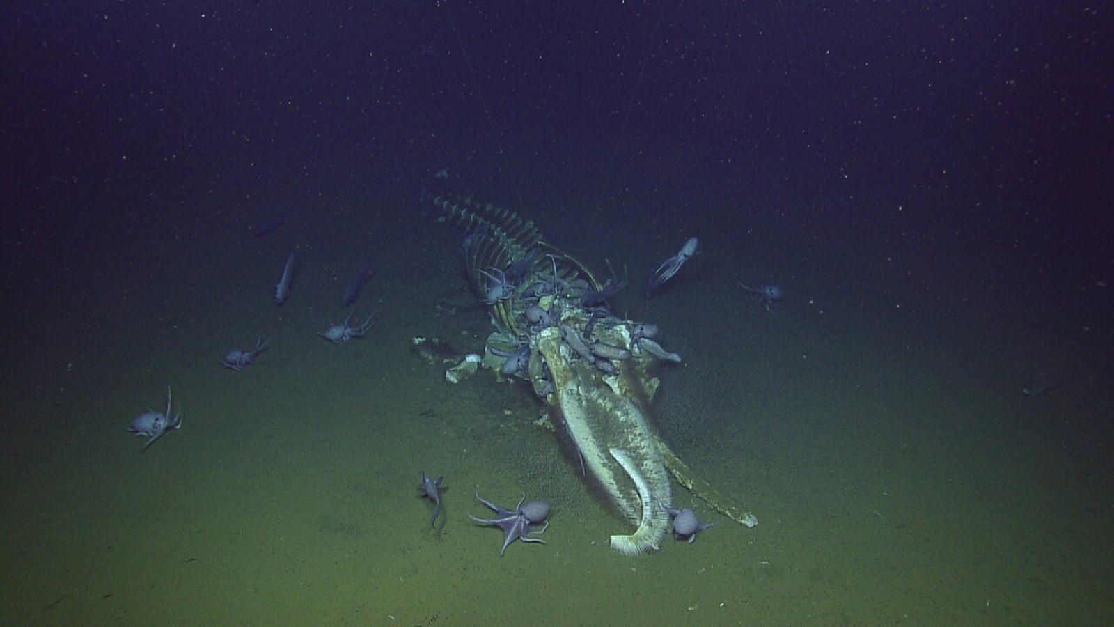 米国のモントレー湾国立海洋保護区で、デイビッドソン海山の近くの海底に残っていたクジラの死骸です。まわりのタコたちは、何かを探して海底を見回っていたようです。栄養の乏しい深海では、こうしたクジラの死骸が食べ物の島になります。