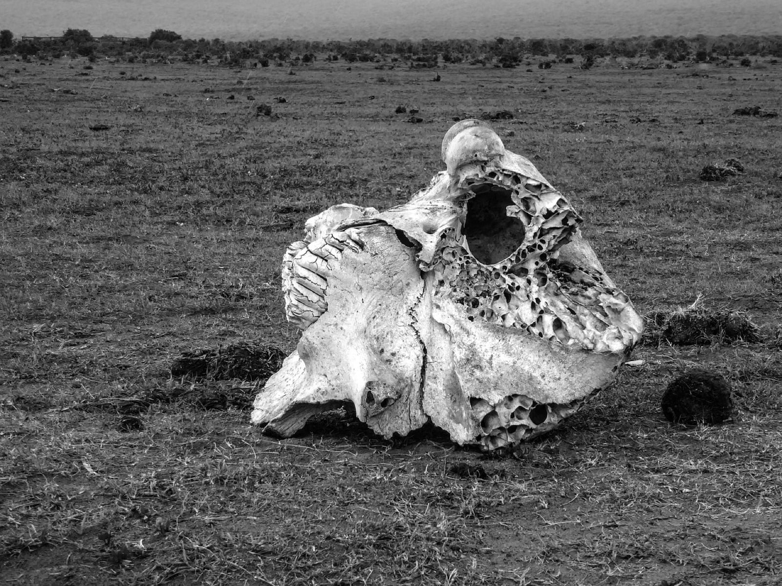 ゾウの死から7年以上たっても、その場所には「大きな影響」が残っていた