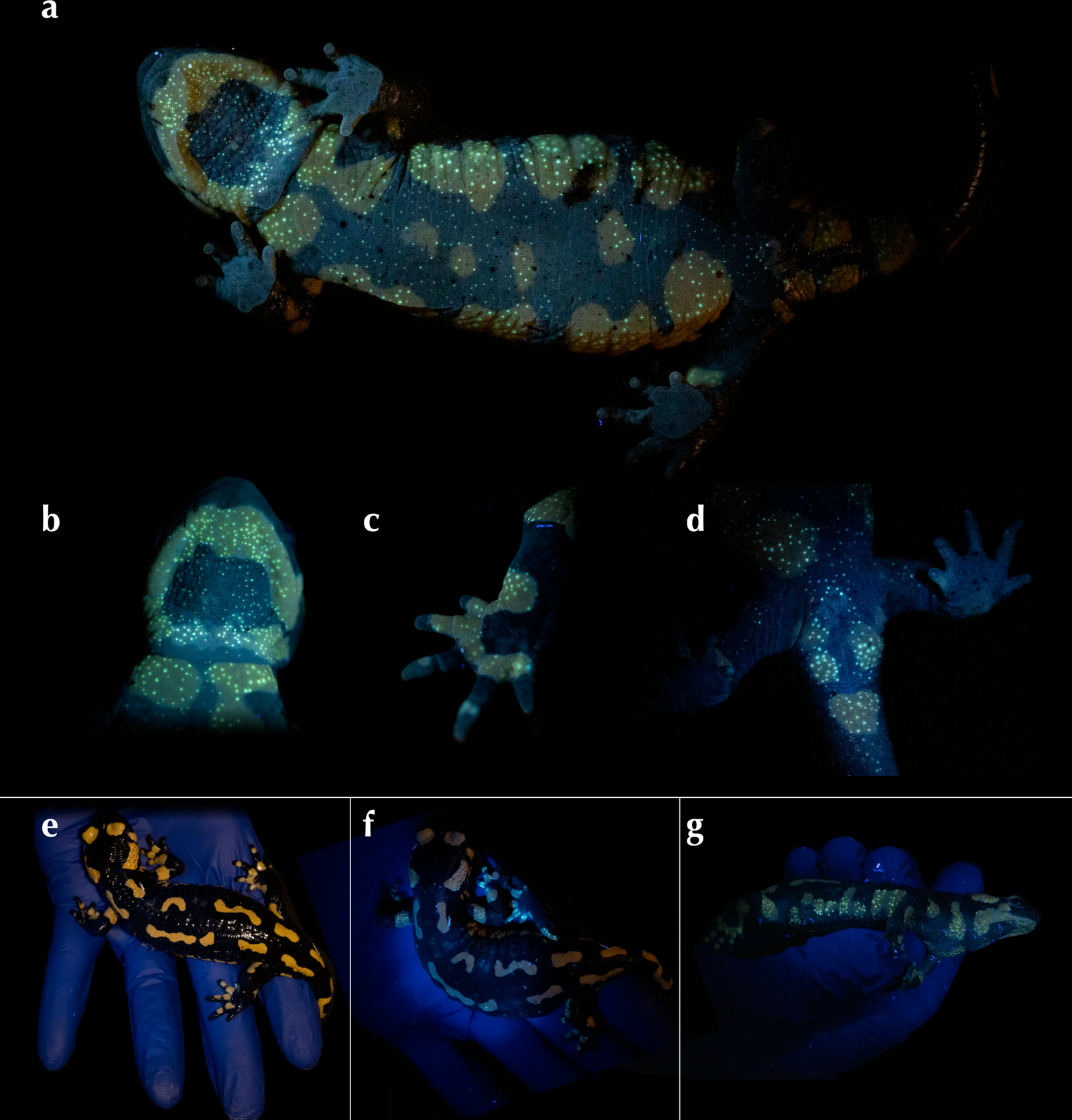 c78-fig-b2の画像