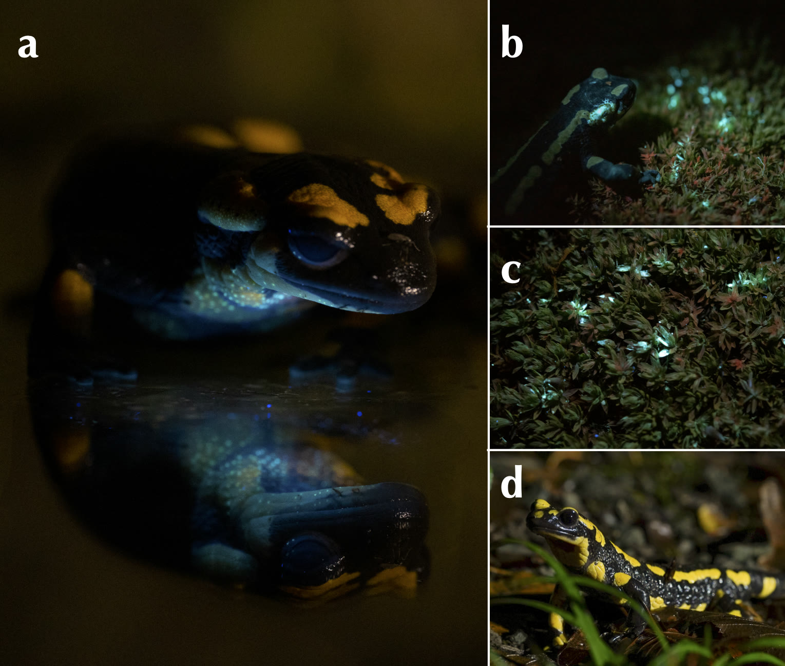 c78-fig-b3の画像