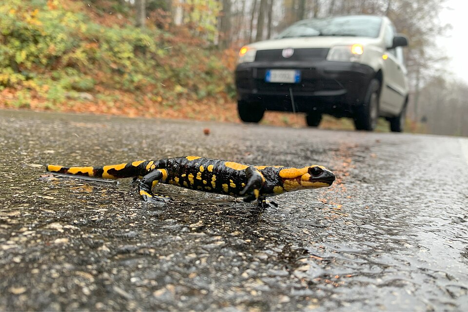 ぬれた森の道路を渡る姿。すみかの分断は、この種を脅かす要因の一つとされています。