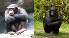 すわっているチンパンジーとボノボを左右に並べた写真