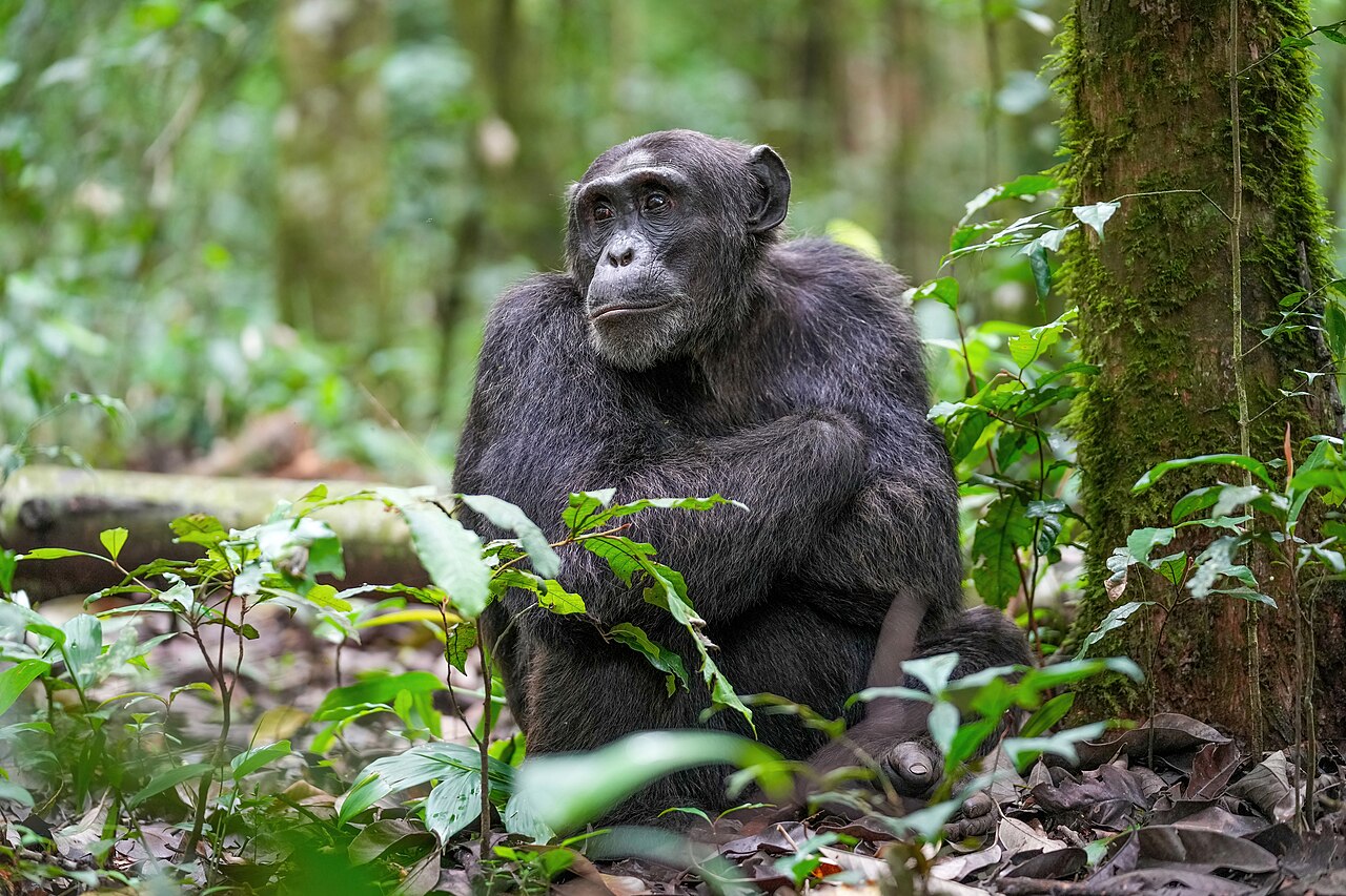 森の地面にすわって横を見つめる、黒い毛のチンパンジー