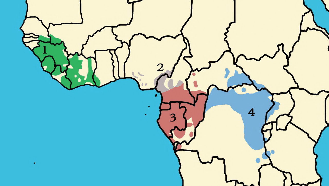 アフリカの地図に、チンパンジーの4つの亜種の分布を色分けした図