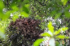 木の枝の上に、枯れた枝や葉がまるく重なったチンパンジーの巣