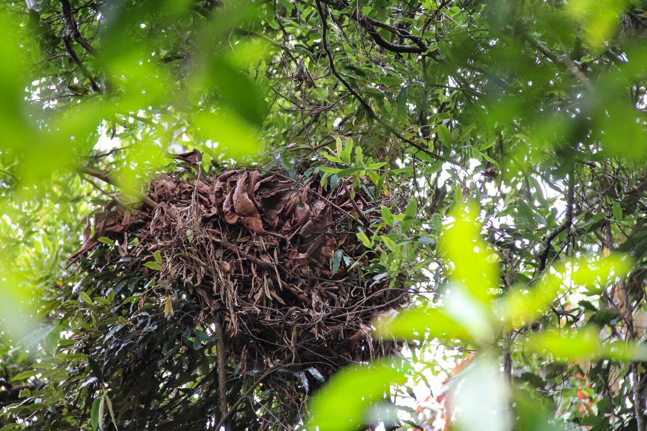 木の枝の上に、枯れた枝や葉がまるく重なったチンパンジーの巣