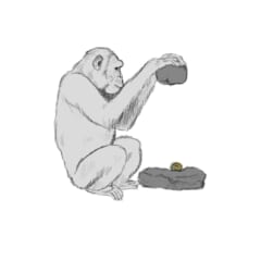 石を持ち上げ、台の石にのせた木の実を割ろうとするチンパンジーのイラスト
