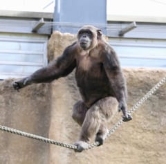 ロープの上に二本足で立ち、腕を広げてバランスをとるチンパンジー