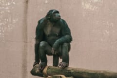 丸太の上にしゃがんですわり、横を向くチンパンジーの全身
