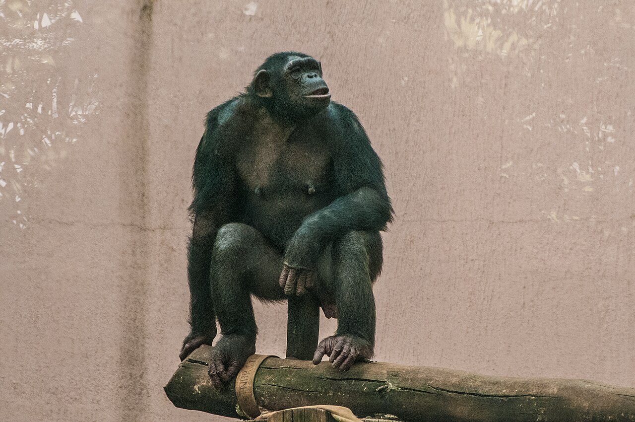 丸太の上にしゃがんですわり、横を向くチンパンジーの全身