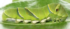 葉の上の、緑色の体に目玉のようなもようがあるナミアゲハの幼虫